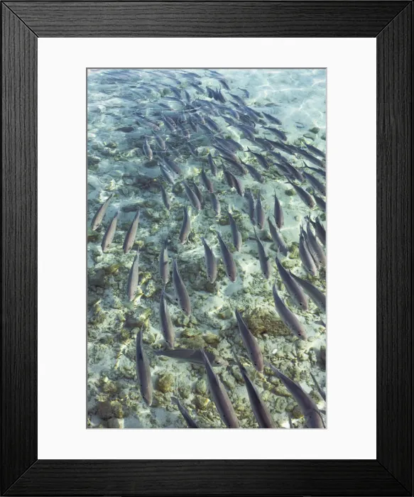 Framed Print : Fish swarm - Maldives, Haa Alifu Atoll, Dhonakulhi - Island Hideaway
