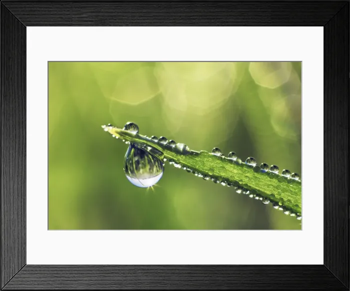 Framed Print : Corn and dewdrops - Germany, Bavaria, Upper Bavaria, Munich, Taufkirchen