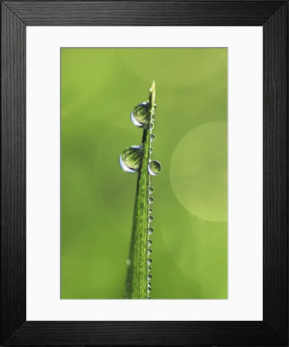 Framed Print : Corn and dewdrops - Germany, Bavaria, Upper Bavaria, Munich, Taufkirchen Framed Print : Corn and dewdrops - Germany, Bavaria, Upper Bavaria, Munich, Taufkirchen