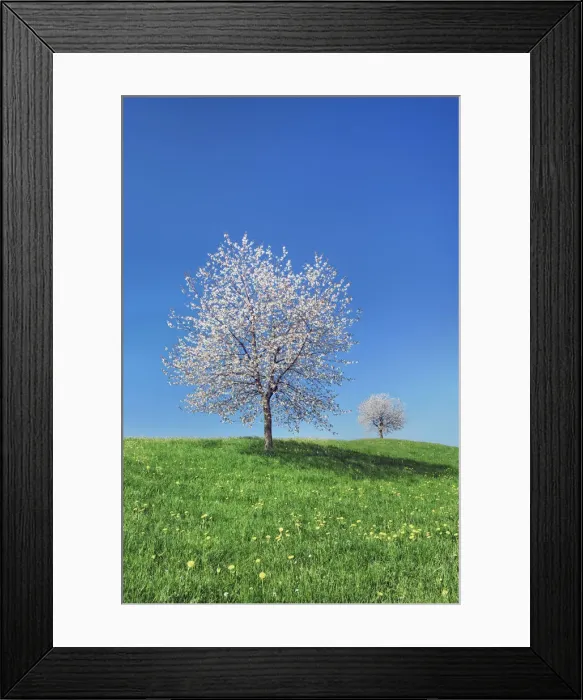 Framed Print : Cherry - Switzerland, Zurichsee, Hirzel Framed Print : Cherry - Switzerland, Zurichsee, Hirzel