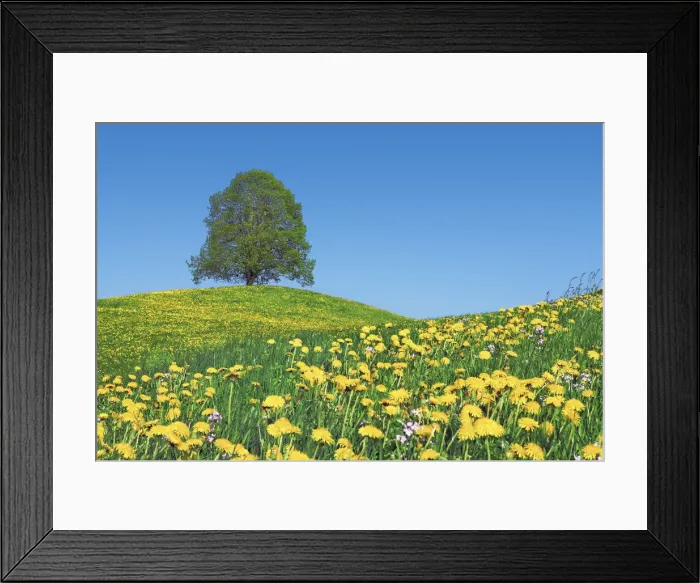 Framed Print : Lime tree and dandelions - Switzerland, Zug, Zuger See, Menzingen - Neuheim (DM)
