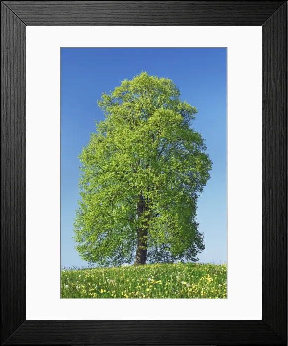 Framed Print : Lime tree and crowfoot - Switzerland, Thurgau, Wil, Oberburen - Niederwil Framed Print : Lime tree and crowfoot - Switzerland, Thurgau, Wil, Oberburen - Niederwil