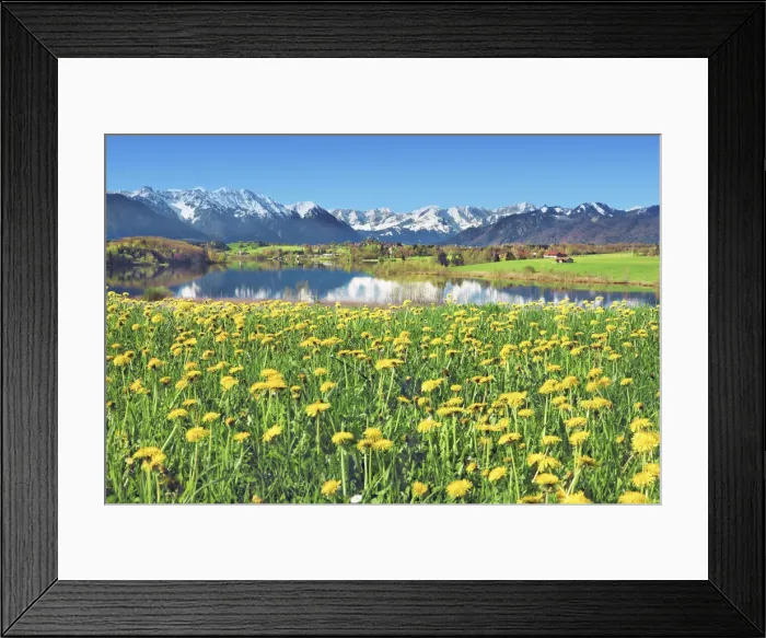 Framed Print : Alpine upland with dandelions - Germany, Bavaria, Upper Bavaria, Garmisch-Partenkirchen Framed Print : Alpine upland with dandelions - Germany, Bavaria, Upper Bavaria, Garmisch-Partenkirchen