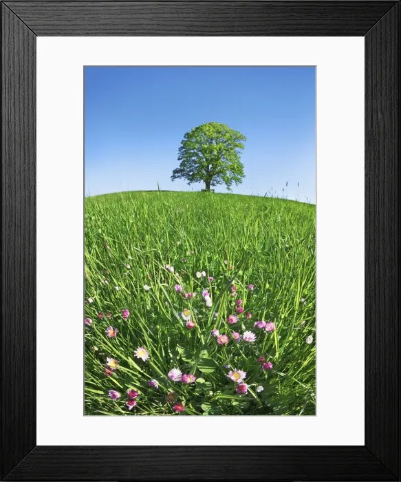 Framed Print : Lime tree with daisies - Germany, Bavaria, Upper Bavaria, Miesbach, Holzkirchen Framed Print : Lime tree with daisies - Germany, Bavaria, Upper Bavaria, Miesbach, Holzkirchen
