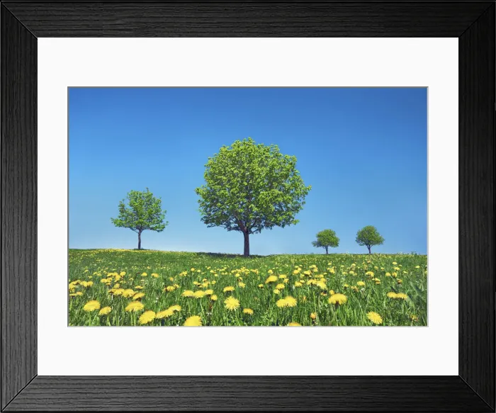 Framed Print : Horse chestnut with dandelions - Germany, Bavaria, Upper Bavaria, Garmisch-Partenkirchen Framed Print : Horse chestnut with dandelions - Germany, Bavaria, Upper Bavaria, Garmisch-Partenkirchen