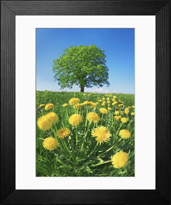 Framed Print : Lime tree with dandelions - Germany, Bavaria, Upper Bavaria, Miesbach, Holzkirchen Framed Print : Lime tree with dandelions - Germany, Bavaria, Upper Bavaria, Miesbach, Holzkirchen