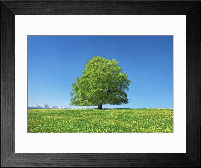 Framed Print : European beech with dandelions - Germany, Bavaria, Swabia, Rosshaupten Framed Print : European beech with dandelions - Germany, Bavaria, Swabia, Rosshaupten