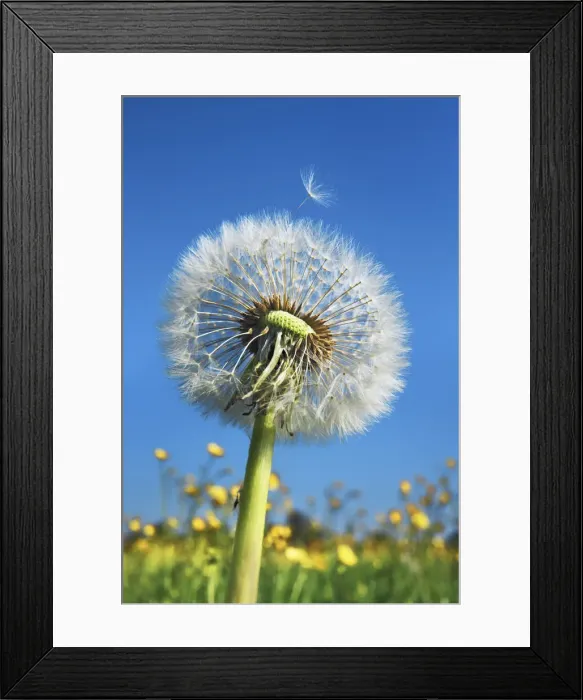 Framed Print : Dandelion blowball - Germany, Bavaria, Upper Bavaria, Munich, Sauerlach, Arget Framed Print : Dandelion blowball - Germany, Bavaria, Upper Bavaria, Munich, Sauerlach, Arget