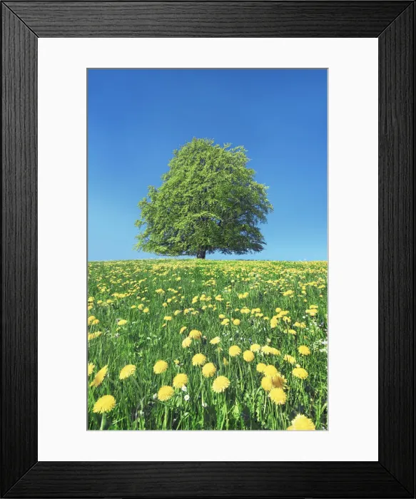 Framed Print : European beech with dandelions - Germany, Bavaria, Swabia, Rosshaupten Framed Print : European beech with dandelions - Germany, Bavaria, Swabia, Rosshaupten