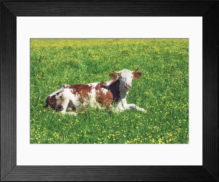 Framed Print : Cow in crowfoot meadow - Germany, Bavaria, Upper Bavaria, Miesbach, Holzkirchen