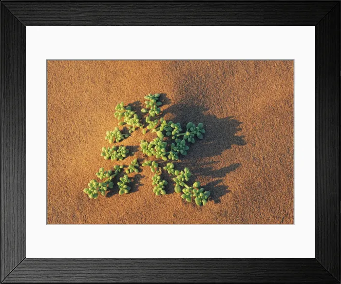 Framed Print : Dune vegetation - Namibia, Hardap, Namib, Sossus Vlei - Namib Naukluft National Park Framed Print : Dune vegetation - Namibia, Hardap, Namib, Sossus Vlei - Namib Naukluft National Park