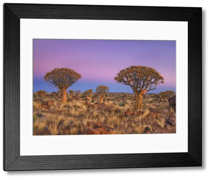 Framed Print : Quiver tree (Kokerboom) - Namibia, Karas, Keetmanshoop, Garas Park - Namib Framed Print : Quiver tree (Kokerboom) - Namibia, Karas, Keetmanshoop, Garas Park - Namib
