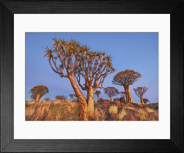 Framed Print : Quiver tree (Kokerboom) - Namibia, Karas, Keetmanshoop, Quivertree Forest - Namib Framed Print : Quiver tree (Kokerboom) - Namibia, Karas, Keetmanshoop, Quivertree Forest - Namib