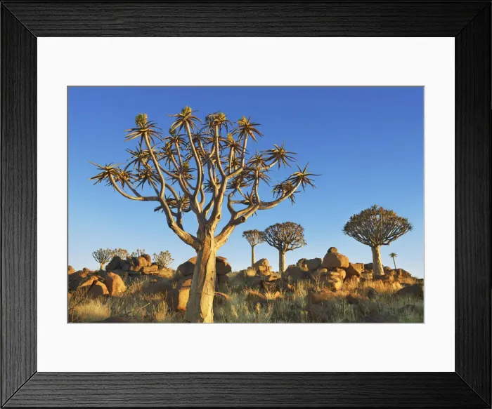 Framed Print : Quiver tree (Kokerboom) and bizarr rocks - Namibia, Karas, Keetmanshoop