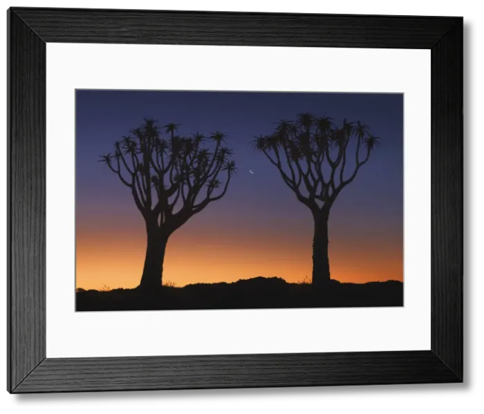 Framed Print : Quiver tree (Kokerboom) with moon - Namibia, Karas, Keetmanshoop Framed Print : Quiver tree (Kokerboom) with moon - Namibia, Karas, Keetmanshoop