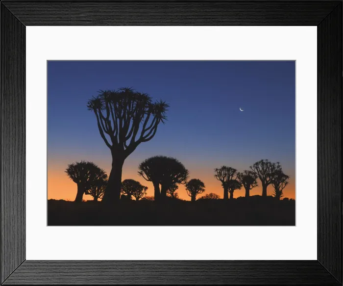 Framed Print : Quiver tree (Kokerboom) with moon - Namibia, Karas, Keetmanshoop Framed Print : Quiver tree (Kokerboom) with moon - Namibia, Karas, Keetmanshoop