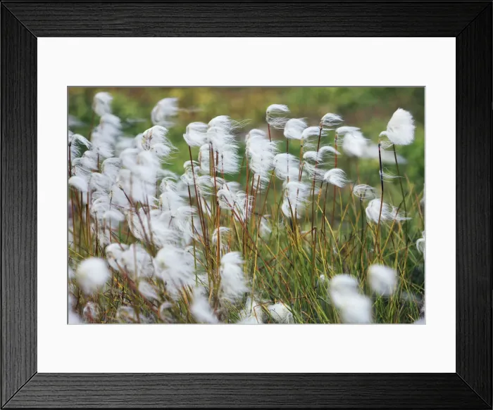 Framed Print : White cottongrass - Greenland, Qsuitsup, Ilulissat, Jakobshavn - Diskobay Framed Print : White cottongrass - Greenland, Qsuitsup, Ilulissat, Jakobshavn - Diskobay