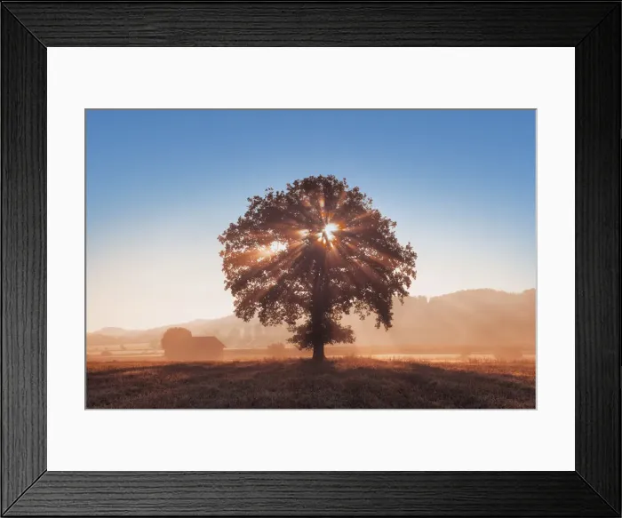 Framed Print : Oak in mist - Germany, Bavaria, Upper Bavaria, Starnberg, Seefeld Framed Print : Oak in mist - Germany, Bavaria, Upper Bavaria, Starnberg, Seefeld