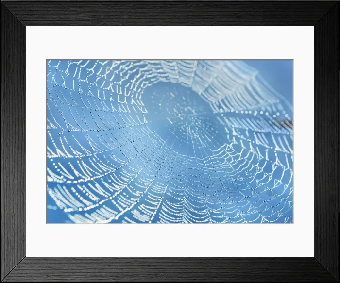 Framed Print : European garden spider net with dew drops - Germany, Bavaria, Upper Bavaria, Starnberg Framed Print : European garden spider net with dew drops - Germany, Bavaria, Upper Bavaria, Starnberg