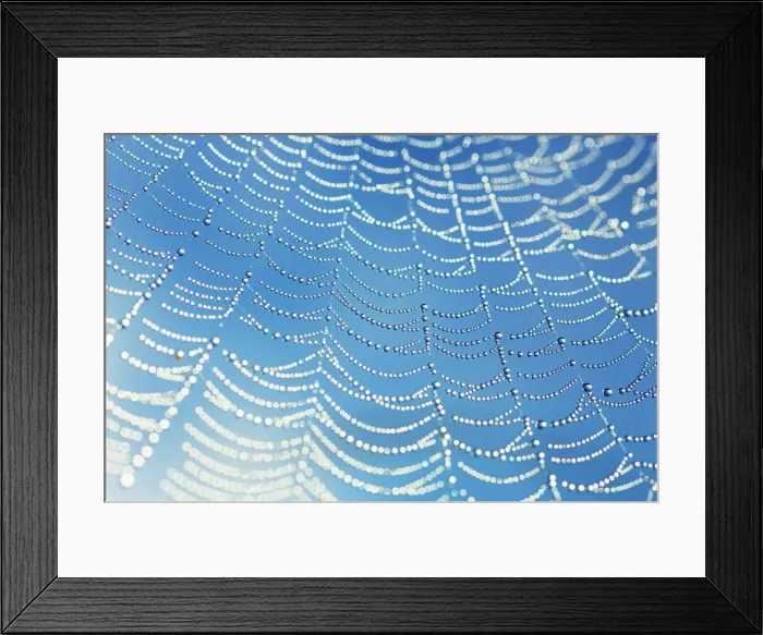 Framed Print : European garden spider net with dew drops - Germany, Bavaria, Upper Bavaria, Starnberg