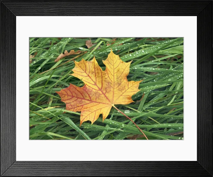 Framed Print : Norway maple leaf in grass - Germany, Bavaria, Upper Bavaria, Munich, Taufkirchen Framed Print : Norway maple leaf in grass - Germany, Bavaria, Upper Bavaria, Munich, Taufkirchen