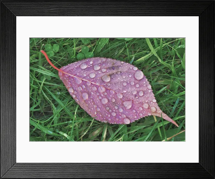 Framed Print : Japanese cherry autumn leaf with raindrops - Germany, Bavaria, Upper Bavaria, Munich Framed Print : Japanese cherry autumn leaf with raindrops - Germany, Bavaria, Upper Bavaria, Munich