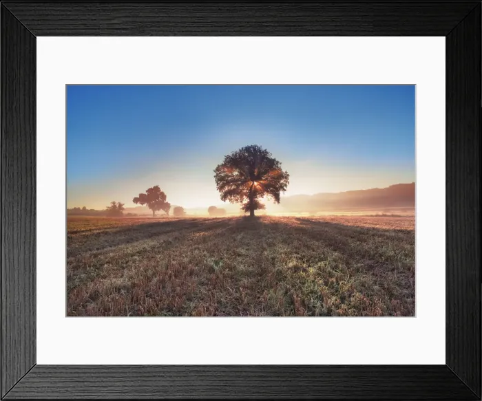 Framed Print : Oak in mist - Germany, Bavaria, Upper Bavaria, Starnberg, Seefeld, Meiling - Funfseenland Framed Print : Oak in mist - Germany, Bavaria, Upper Bavaria, Starnberg, Seefeld, Meiling - Funfseenland