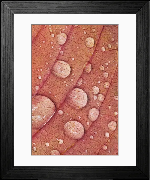 Framed Print : Japanese cherry autumn leaf with raindrops - Germany, Bavaria, Upper Bavaria, Munich Framed Print : Japanese cherry autumn leaf with raindrops - Germany, Bavaria, Upper Bavaria, Munich