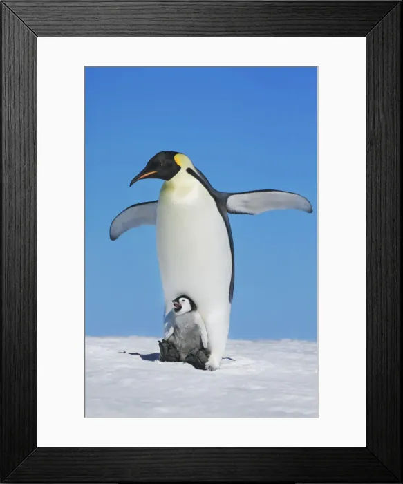 Framed Print : Emperor penguin stretching with chick - Antarctica, Antarctic Peninsula, Snowhill Island Framed Print : Emperor penguin stretching with chick - Antarctica, Antarctic Peninsula, Snowhill Island