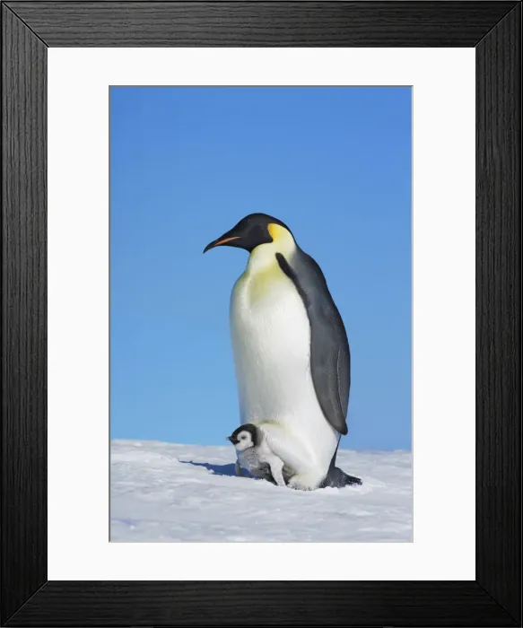 Framed Print : Emperor penguin with chick - Antarctica, Antarctic Peninsula, Snowhill Island Framed Print : Emperor penguin with chick - Antarctica, Antarctic Peninsula, Snowhill Island