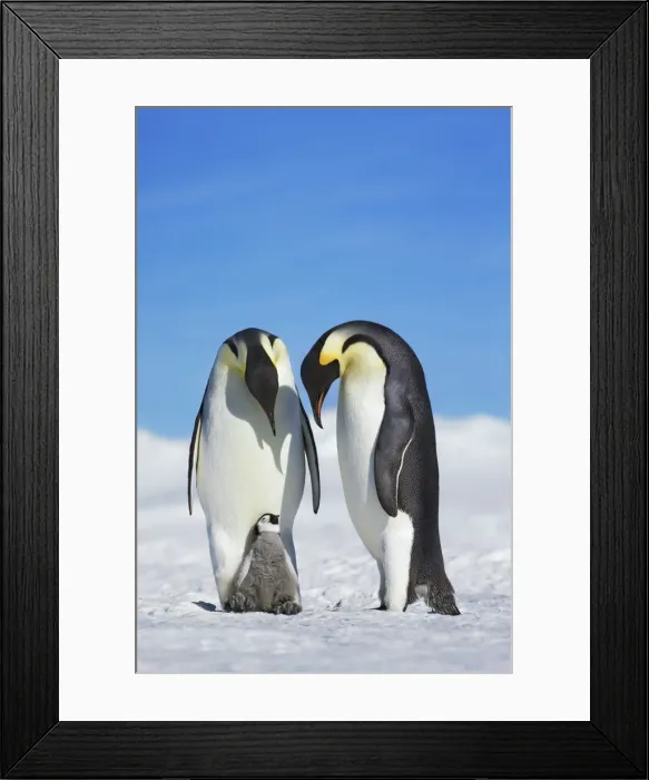 Framed Print : Emperor penguin parents with chick - Antarctica, Antarctic Peninsula, Snowhill Island Framed Print : Emperor penguin parents with chick - Antarctica, Antarctic Peninsula, Snowhill Island