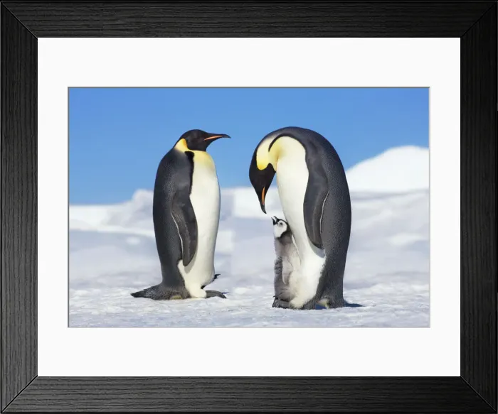 Framed Print : Emperor penguin parents with chick - Antarctica, Antarctic Peninsula, Snowhill Island Framed Print : Emperor penguin parents with chick - Antarctica, Antarctic Peninsula, Snowhill Island