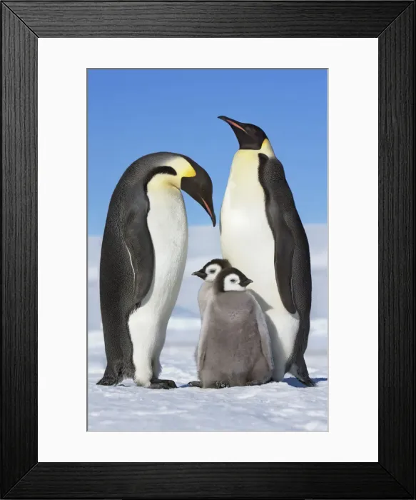 Framed Print : Emperor penguin parents with chicks - Antarctica, Antarctic Peninsula, Snowhill Island Framed Print : Emperor penguin parents with chicks - Antarctica, Antarctic Peninsula, Snowhill Island