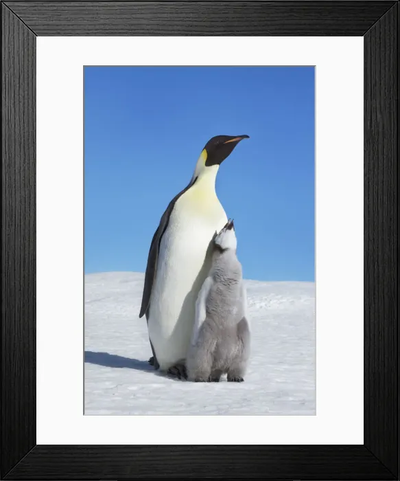 Framed Print : Emperor penguin parents with begging chick - Antarctica, Antarctic Peninsula Framed Print : Emperor penguin parents with begging chick - Antarctica, Antarctic Peninsula