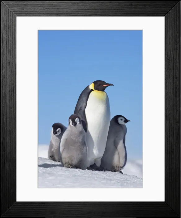 Framed Print : Emperor penguin with chicks - Antarctica, Antarctic Peninsula, Snowhill Island Framed Print : Emperor penguin with chicks - Antarctica, Antarctic Peninsula, Snowhill Island