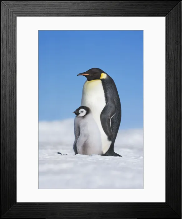 Framed Print : Emperor penguin with chick - Antarctica, Antarctic Peninsula, Snowhill Island Framed Print : Emperor penguin with chick - Antarctica, Antarctic Peninsula, Snowhill Island