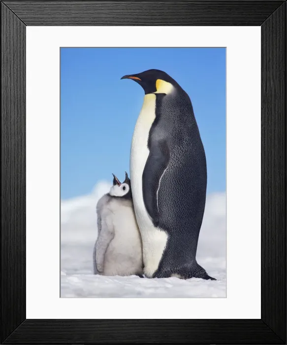 Framed Print : Emperor penguin with begging chick - Antarctica, Antarctic Peninsula, Snowhill Island Framed Print : Emperor penguin with begging chick - Antarctica, Antarctic Peninsula, Snowhill Island