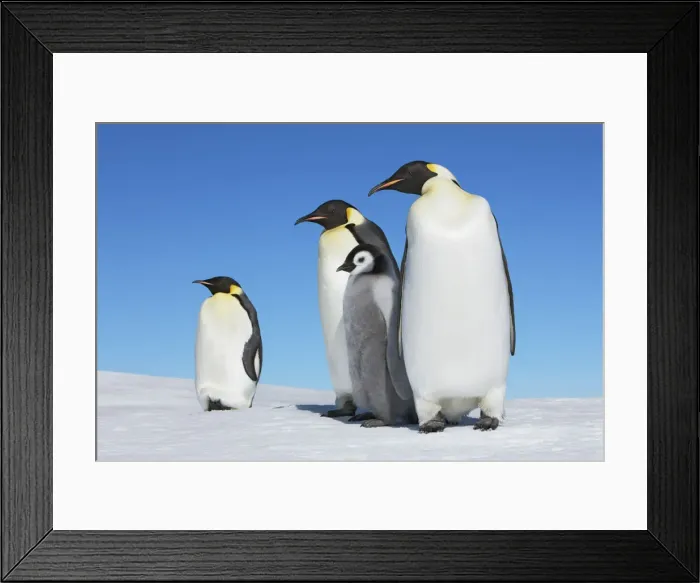 Framed Print : Emperor penguin group with chick - Antarctica, Antarctic Peninsula, Snowhill Island Framed Print : Emperor penguin group with chick - Antarctica, Antarctic Peninsula, Snowhill Island