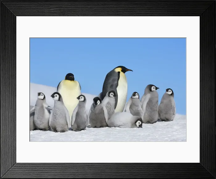 Framed Print : Emperor penguin group with chicks - Antarctica, Antarctic Peninsula, Snowhill Island Framed Print : Emperor penguin group with chicks - Antarctica, Antarctic Peninsula, Snowhill Island