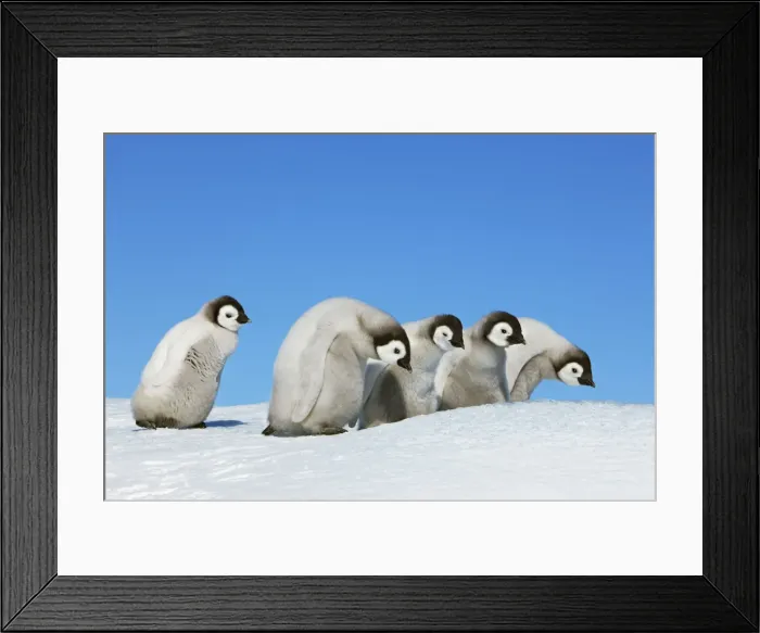 Framed Print : Emperor penguin chick group - Antarctica, Antarctic Peninsula, Snowhill Island Framed Print : Emperor penguin chick group - Antarctica, Antarctic Peninsula, Snowhill Island