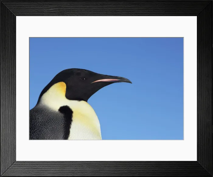 Framed Print : Emperor penguin - Antarctica, Antarctic Peninsula, Snowhill Island Framed Print : Emperor penguin - Antarctica, Antarctic Peninsula, Snowhill Island