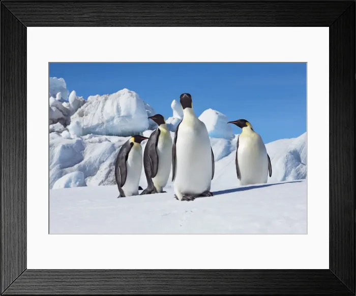 Framed Print : Emperor penguin group and icebergs - Antarctica, Antarctic Peninsula, Snowhill Island Framed Print : Emperor penguin group and icebergs - Antarctica, Antarctic Peninsula, Snowhill Island