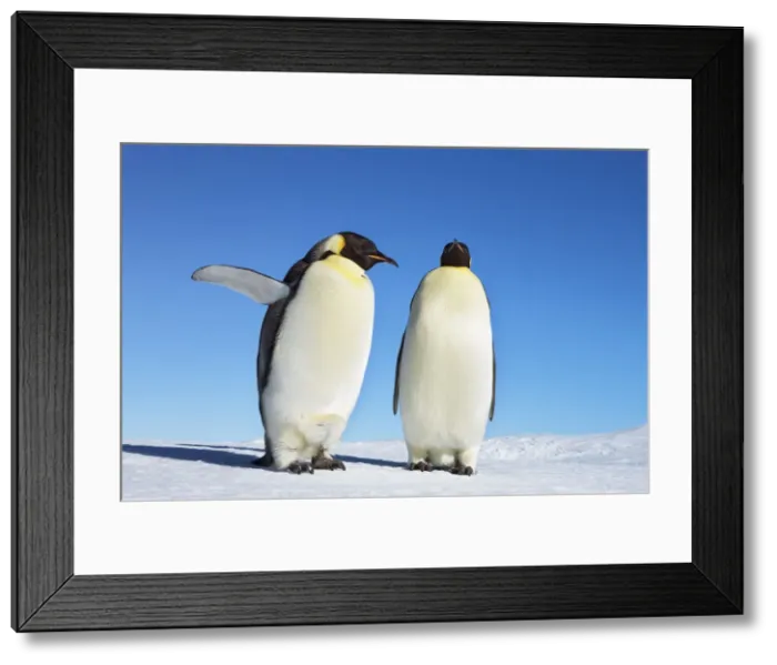 Framed Print : Emperor penguin stretching - Antarctica, Antarctic Peninsula, Snowhill Island Framed Print : Emperor penguin stretching - Antarctica, Antarctic Peninsula, Snowhill Island