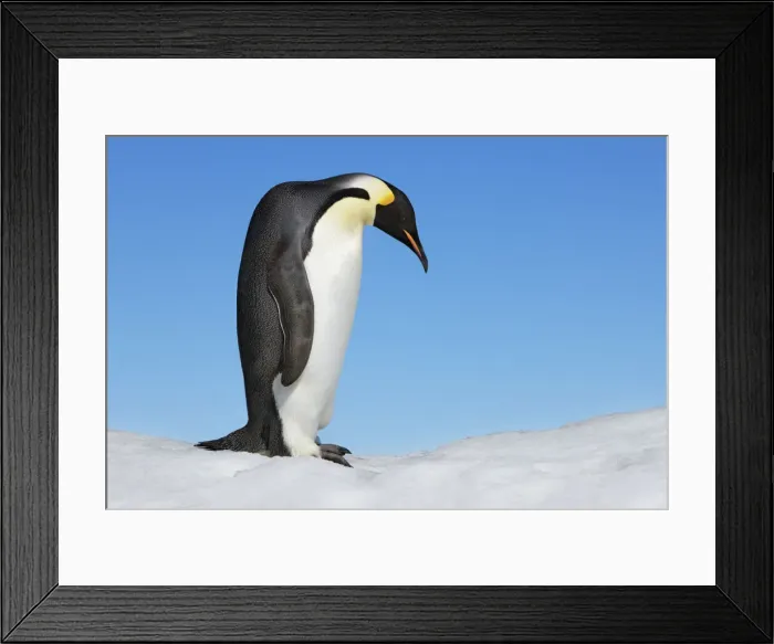 Framed Print : Emperor penguin - Antarctica, Antarctic Peninsula, Snowhill Island