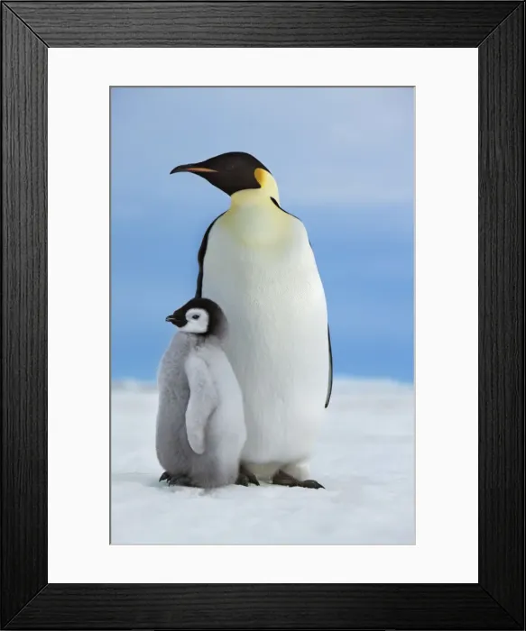 Framed Print : Emperor penguin with chick - Antarctica, Antarctic Peninsula, Snowhill Island Framed Print : Emperor penguin with chick - Antarctica, Antarctic Peninsula, Snowhill Island