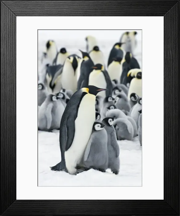 Framed Print : Emperor penguin colony with chicks - Antarctica, Antarctic Peninsula, Snowhill Island Framed Print : Emperor penguin colony with chicks - Antarctica, Antarctic Peninsula, Snowhill Island