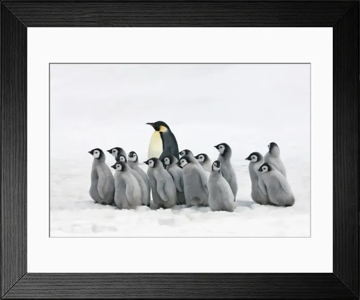Framed Print : Emperor penguin adults leading chicks - Antarctica, Antarctic Peninsula, Snowhill Island