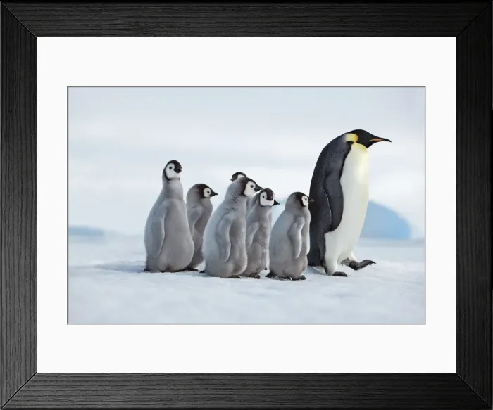Framed Print : Emperor penguin adults leading chicks - Antarctica, Antarctic Peninsula, Snowhill Island Framed Print : Emperor penguin adults leading chicks - Antarctica, Antarctic Peninsula, Snowhill Island
