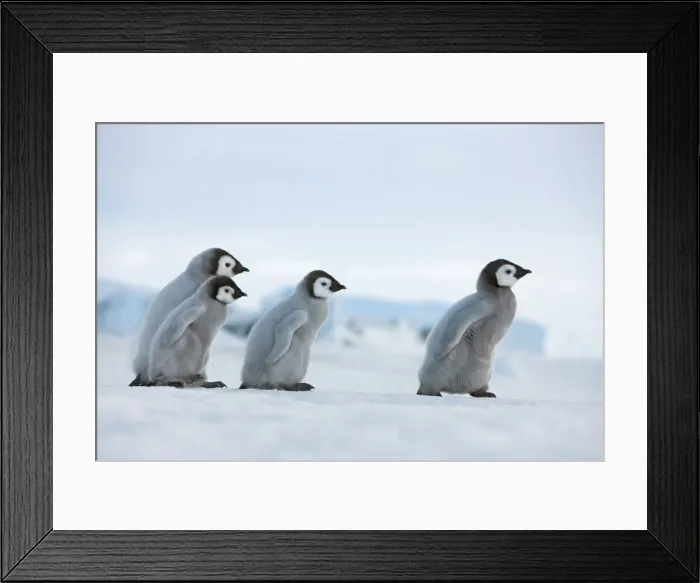 Framed Print : Emperor penguin chicks in procession - Antarctica, Antarctic Peninsula, Snowhill Island Framed Print : Emperor penguin chicks in procession - Antarctica, Antarctic Peninsula, Snowhill Island