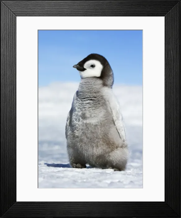 Framed Print : Emperor penguin chick - Antarctica, Antarctic Peninsula, Snowhill Island